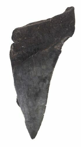Partial, Serrated Megalodon Tooth - Georgia #48942
